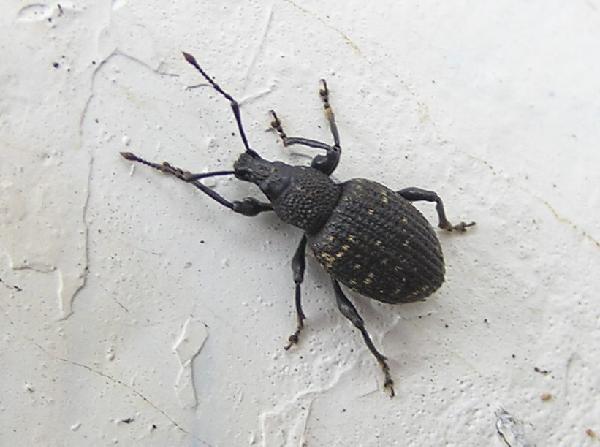 Black Vine Beetle