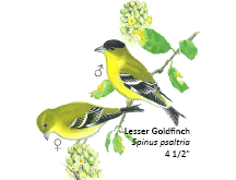 lesser goldfinch from faunal guide