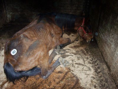 Mare left to die in auction pen