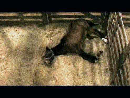 Horse dying after being kicked & trampled