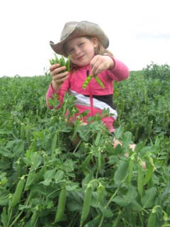 Granddaughter picking peas