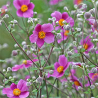 Japanese anemones fill the Viette gardens with color in autumn