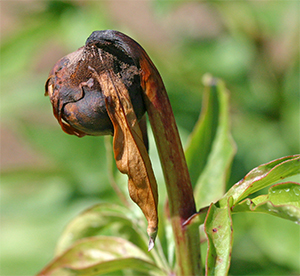 Botrytis on a peony flower bud