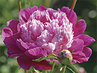 Peony Gay Paree is one of Andre's favorites!