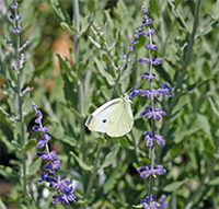Perovskia has fragrant silvery foliage and vibrant blue flowers.
