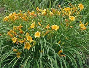 Everblooming daylily 'Stella de Oro'