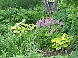 Hosta are great companions with other beautiful  shade perennials.