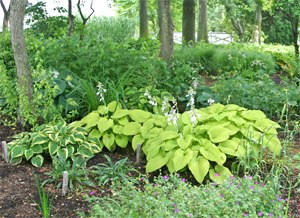 A huge diversity of hosta can be found in the Viette gardens.