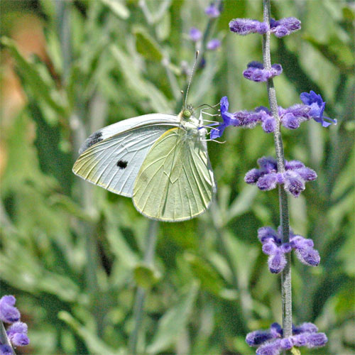 Sulfur Butterfly on Perovskia