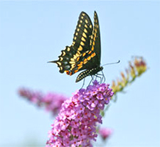 Black Swallowtail butterfly on Buddleia