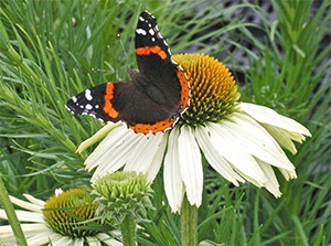 Colorful butterfly on Echinacea 'White Swan'