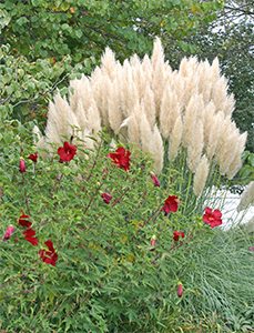 Hardy pampas grass makes a stunning backdrop for Hibiscus 'Lord Baltimore'.