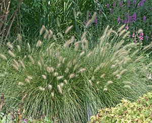 Pennisetum 'Hameln' is an attractive short grass growing to about 20