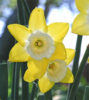 Beautiful hybrid daffodils are a welcome sight in spring!