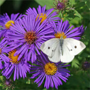 Butterflies love the fall blooming asters!
