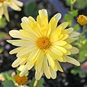 Hardy chrysanthemums come in many colors like this beautiful yellow.
