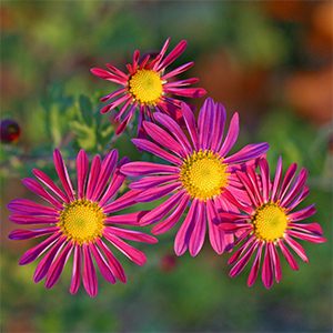Hardy chrysanthemums bring color to the fall garden!
