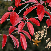 Sourwood tree dons brilliant red autumn foliage.