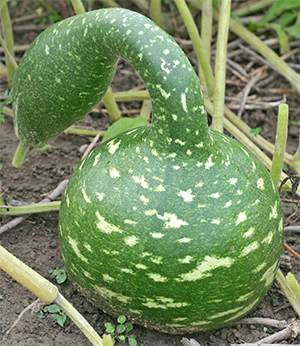 Speckled Swan is one of Mark's favorite gourds