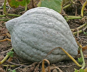 A large blue hubbard squash is great for fall and winter eating