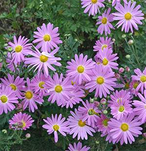 Chrysanthemum 'Viette's Pink Sport'