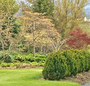 This boxwood hedge was cut back severely in March 2007.