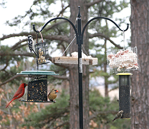 A variety of different feeders brings a variety of different birds.