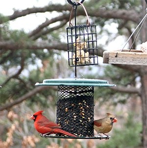 A colorful pair of cardinals feast at the sunflower seed feeder.