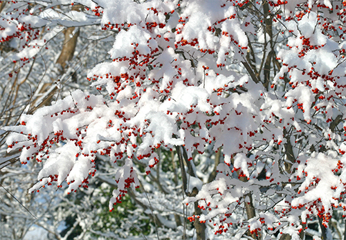 Bright red berries of winterberry are beautiful covered in snow!