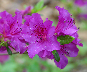 Azaleas should be pruned just after they finish flowering.