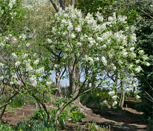 Lilacs respond well to thinning.