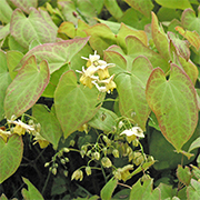 Epimedium makes a beautiful ground cover for dry shade.
