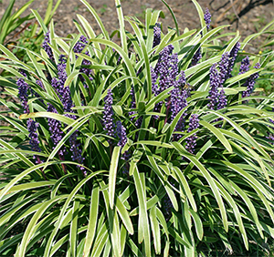 Liriope 'John Burch' is a beautiful ground cover for shade or sun.