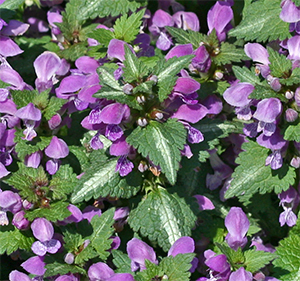 Lamium makes a fine ground cover for the shade or bright shade.
