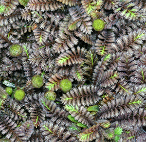 Leptinella makes a soft fuzzy ground cover.