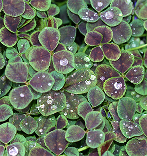 Trifolium is a sweet little ground cover with clover flowers in the summer.