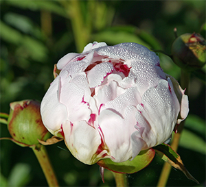 Peonies are the highlight of the May gardens!