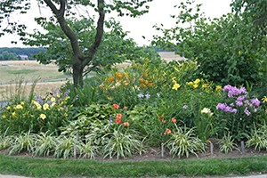Daylilies blooming in one of the front berm gardens at Viette's.