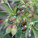 Japanese beetles can be destructive in the garden.