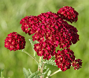 Achillea 'Pommegranate' is an exciting new yarrow variety.