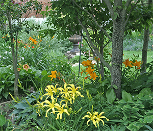 Daylilies can tolerate some shade and will brighten a part shade garden.