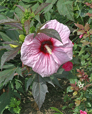 Hibiscus 'Kopper King' is a spectacular hibiscus.