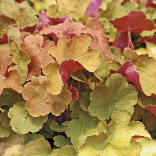 Heuchera 'Caramel' adds unique color from foliage to the garden.