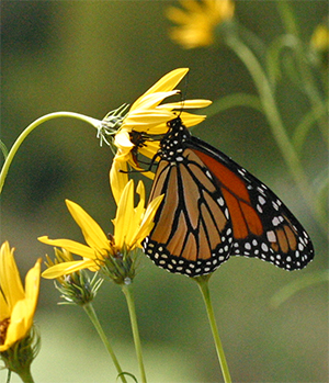 Butterflies flock to Helianthus blooms in the fall.