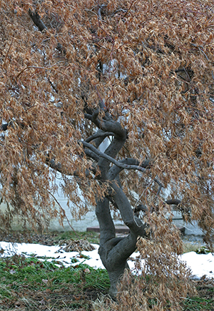 Beautiful contorted trunk and branches add interest to the garden