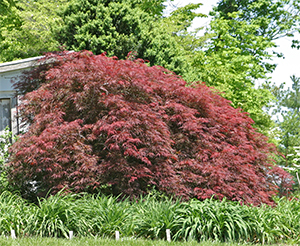 Japanese maples have glorious color in the spring.