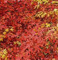 Japanese maples provide brilliant fall color.