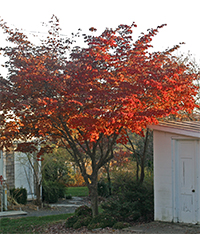 Kousa dogwood has brilliant fall color!