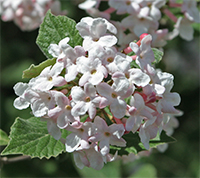 Viburnum flowers are often sweetly fragrant.