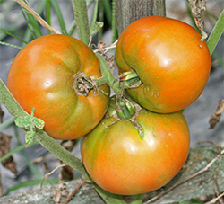 Tomatoes are one of the most popular garden vegetables to grow.